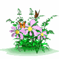 butterflies in flowers border